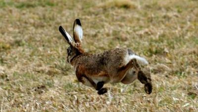 Σύλληψη για παράνομο νυχτερινό κυνήγι λαγού  στο Τυμπάκι