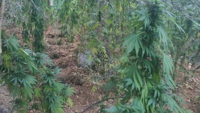 Κρήτη: Εντοπίστηκε και κατασχέθηκε χασισοφυτεία - Αναζητούνται τους δράστες