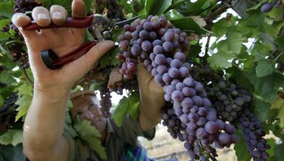 Οι τιμές των οινοσταφύλων από την Ένωση Ηρακλείου-Δεν έδωσε τιμή για τα λευκά