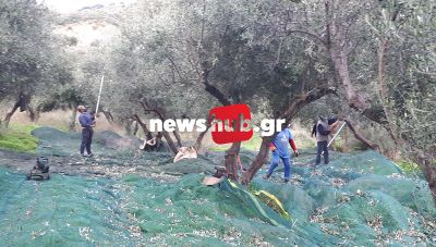 Ηράκλειο: To κοινωνικό «πείραμα» με τα λιόφυτα επεκτείνεται- Συνεργασία Δήμου και ΚΕΘΕΑ
