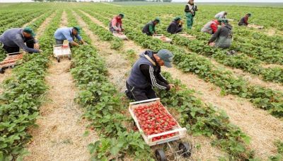 Το πρόβλημα της έλλειψης εργατών γης αναδεικνύει ο Ενιαίος Αγροτικός Σύλλογος Ιεράπετρας