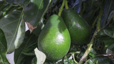 Δήμος Αποκορώνου: Δηλώσεις Ζημιάς για τους καλλιεργητές εσπεριδοειδών και αβοκάντο