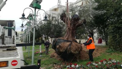 ​​​​​​​Διασώθηκαν μέσω μεταφύτευσης δεκάδες υπεραιωνόβιες ελιές