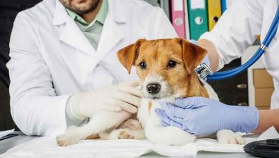 Στειρώσεις ζώων από εθελοντές κτηνιάτρους στο Δήμο Αποκορώνου