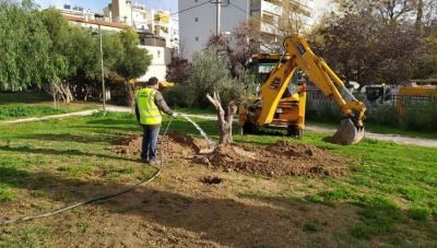 Μεταφυτεύουν ελιές σε όλη την Ελλάδα