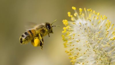Βλέποντας όπως οι μέλισσες!