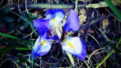 Ποια αγρια φυτά μπορούν να προβλέψουν τη βαρυχειμωνιά;