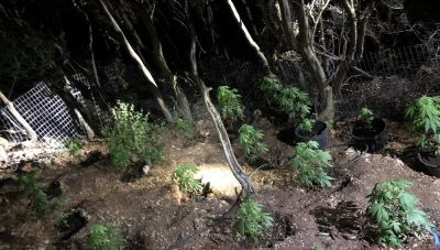 Μυλοπόταμος: Εντόπισαν φυτεία με 81 δενδρύλλια κάνναβης-Συνελήφθη ο καλλιεργητής τους