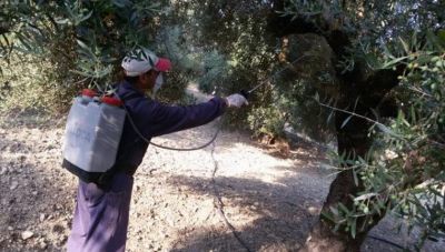 Το πρόγραμμα δολωματικών ψεκασμών για το δάκο σε δήμους του Ηρακλείου