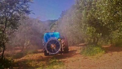 Δολωματικοί ψεκασμοί δακοκτονίας στους Δήμους Γόρτυνας και Αρχανών-Αστερουσίων