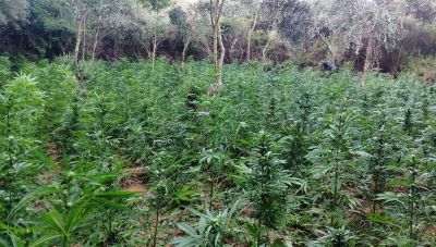 Κρήτη: H αστυνομική εξερεύνηση οδήγησε σε 3 φυτείες κάνναβης