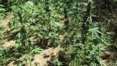 Κρήτη: Εντοπίστηκε νέα φυτεία κάνναβης στο Μυλοπόταμο 