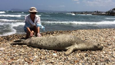Κρήτη: Βρήκαν στην ακτή άρρωστη φώκια και την περιέθαλψαν