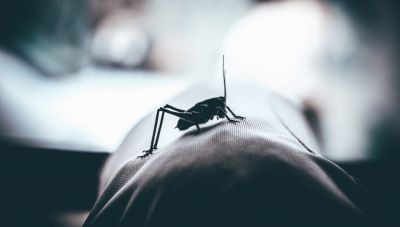 Κουνούπια: Επτά λόγοι που σας τσιμπούν