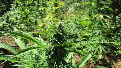 Κρήτη: Εντοπίστηκε και κατασχέθηκε φυτεία δενδρυλλίων κάνναβης - Οι Αρχές αναζητούν τους δράστες