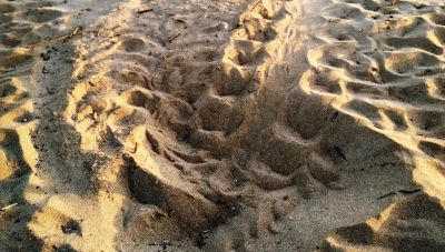 Η Καρέττα συνεχίζει να επισκέπτεται τις παραλίες της Κρήτης για να γεννήσει