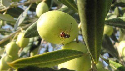 Συλλογική ή ατομική καταπολέμηση του δάκου;