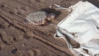 Η εικόνα της νεκρής χελώνας στο Λίντο της Αμμουδάρας σκόρπισε θλίψη στους λουόμενους