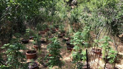 Κρήτη: Εντοπίστηκε χασισοφυτεία με τον καλλιεργητή της την ώρα που τη φρόντιζε