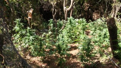 Εντοπίστηκε φυτεία κάνναβης στο Μυλοπόταμο- Σύλληψη ενός ατόμου