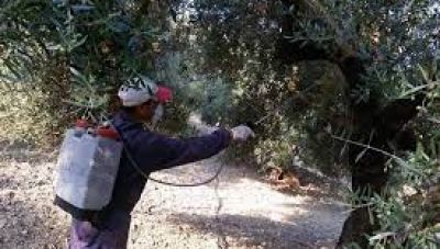 Δολωματικοί ψεκασμοί δακοκτονίας στους Δήμους Μινώα- Πεδιάδας και Αρχανών- Αστερουσίων