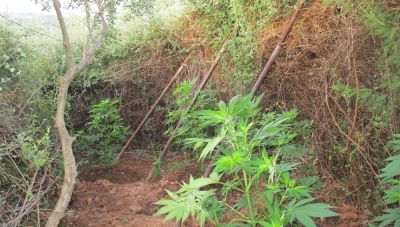 Μίνι φυτεία κάνναβης εντοπίστηκε σε ορεινή περιοχή του Μυλοποτάμου