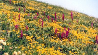 Νέο πρόγραμμα για τη διατήρηση της βιοποικιλότητας από το Πράσινο Ταμείο