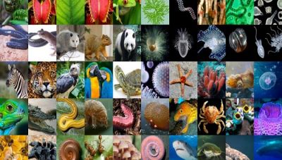 Σήμα κινδύνου από τον ΟΗΕ για τη μείωση της βιοποικιλότητας 