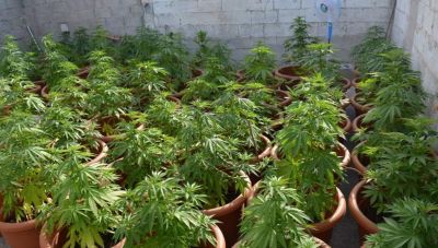 Κρήτη: Ολοκληρώθηκε αστυνομική επιχείρηση με 60 δενδρύλλια κάνναβης