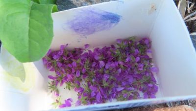 Οι παλιές βαφές