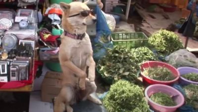 Κίνα: Σκυλάκος πουλάει μόνος του λαχανικά (Βίντεο)