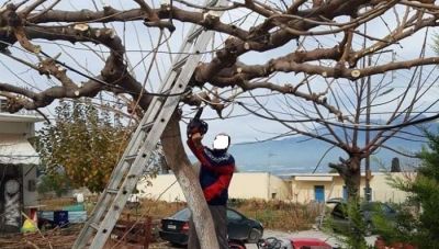 Μεσαρά: Τηρώντας όλα τα μέτρα, βγήκαν και κλάδεψαν τα δέντρα του χωριού!