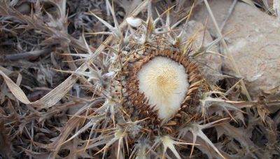 Ακόλια: Το φυτό προάγγελος της τσίχλας