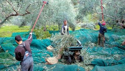 ΕΚΗ: Όσοι θέλουν να εργαστούν στη συγκομιδή ελιάς να το δηλώσουν