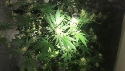 Χανιά: Είχε στήσει υδροπονική καλλιέργεια κάνναβης μέσα στο σπίτι του