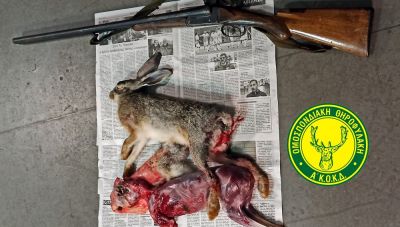 Ιεράπετρα: Σύλληψη δυο ανδρών για παράνομο κυνήγι λαγού τη νύχτα