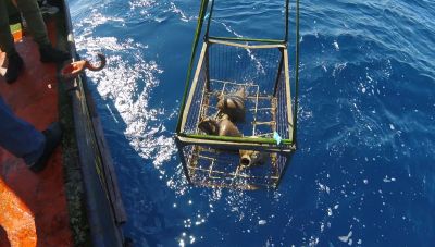 Ο ΑΔΜΗΕ έφερε στο φως αρχαίο ναυάγιο κατά τις εργασίες ηλεκτρικής διασυνδεσης Κρήτης-Πελοποννήσου