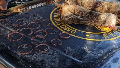 Σύλληψη για παράνομο κυνήγι λαγού στη Θρυπτή Λασιθίου