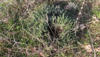 Η Αντωνανίδα και ο Ελίχρυσος, τα δύο υπερβότανα της Μεσογείου