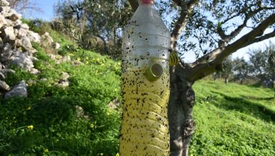 Ολοκληρώθηκε η δακοκτονία στην ΠΕ Ηρακλείου-Δείτε τις επιτρεπτές ημερομηνίες συγκομιδής