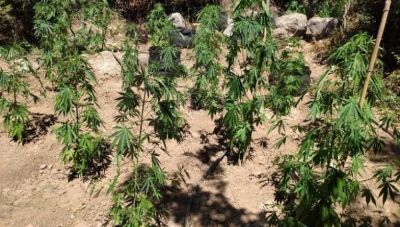 Βρήκαν τον καλλιεργητή της φυτείας- Σχηματίστηκε δικογραφία