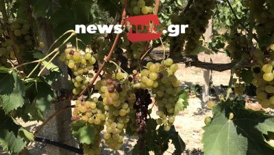ΕΑΣΗ: Σταματά την παραλαβή οινοσταφύλων από αύριο