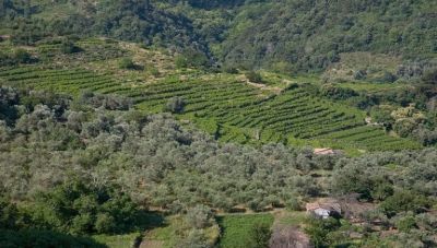 Κρήτη: Ζητείται παράταση για τους Δασικούς Χάρτες- Ελάχιστες οι αντιρρήσεις μέχρι σήμερα