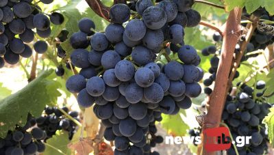 Σύντομα κλείνει μια ακόμα δύσκολη χρονιά για τους Κρητικούς αμπελουργούς