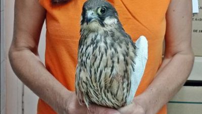 Κρήτη: Νέο περιστατικό πυροβολισμού εναντίον σπάνιου αρπακτικού