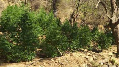 Κρήτη: Βρήκαν μεγάλη φυτεία κάνναβης σε ορεινή περιοχή - Μια σύλληψη  