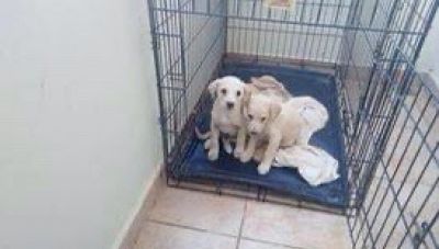 Κίσσαμος: Πέταξαν στο δρόμο 5 κουτάβια και συνελήφθησαν