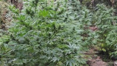 Κρήτη: Εντοπίστηκε μεγάλη χασισοφυτεία - Κατασχέθηκαν 2.650 δενδρύλλια κάνναβης