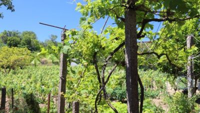 Αμπελουργοί: Πότε γίνονται οι Δηλώσεις Παραγωγής