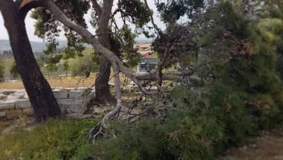 Ο άνεμος έριξε δέντρο στον αρχαιολογικό χώρο της Τυλισού